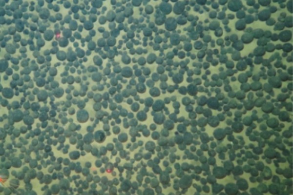 啊啊啊嗯嗯嗯好爽操啊爱爱视频深海锰结核区沉积物微生物代谢适应机制